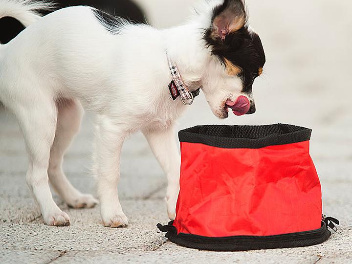 Image du produit Pearl Gamelle de voyage pliable ultra-compacte pour chiens, 19x12cm