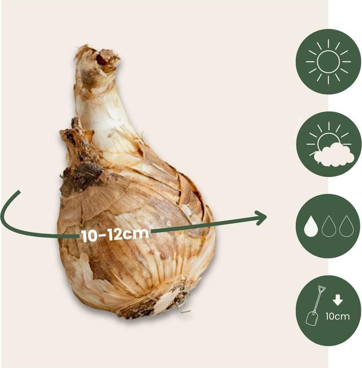 Produktbild Plant in a Box Narcissus Tête-à-Tête - 30er-Set Narzissenzwiebeln (10 cm)