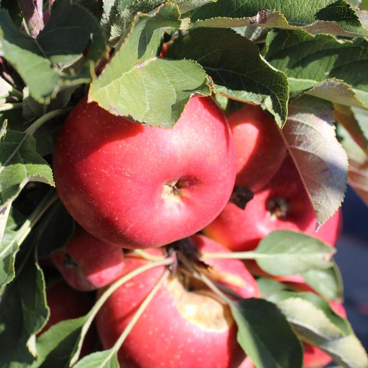 Immagine prodotto Zulauf Säulen-Apfel / Malus (SÄU) Rumba (100 cm)