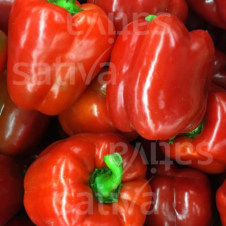 Immagine prodotto Sativa Paprika mite Quadrato d'Asti Rosso (Semi di piante)