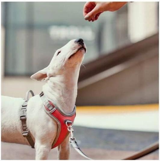 Actual product image Hurtta Venture No-Pull harness (35, 36, 37, 38, 39, 40, Dog, Walks)