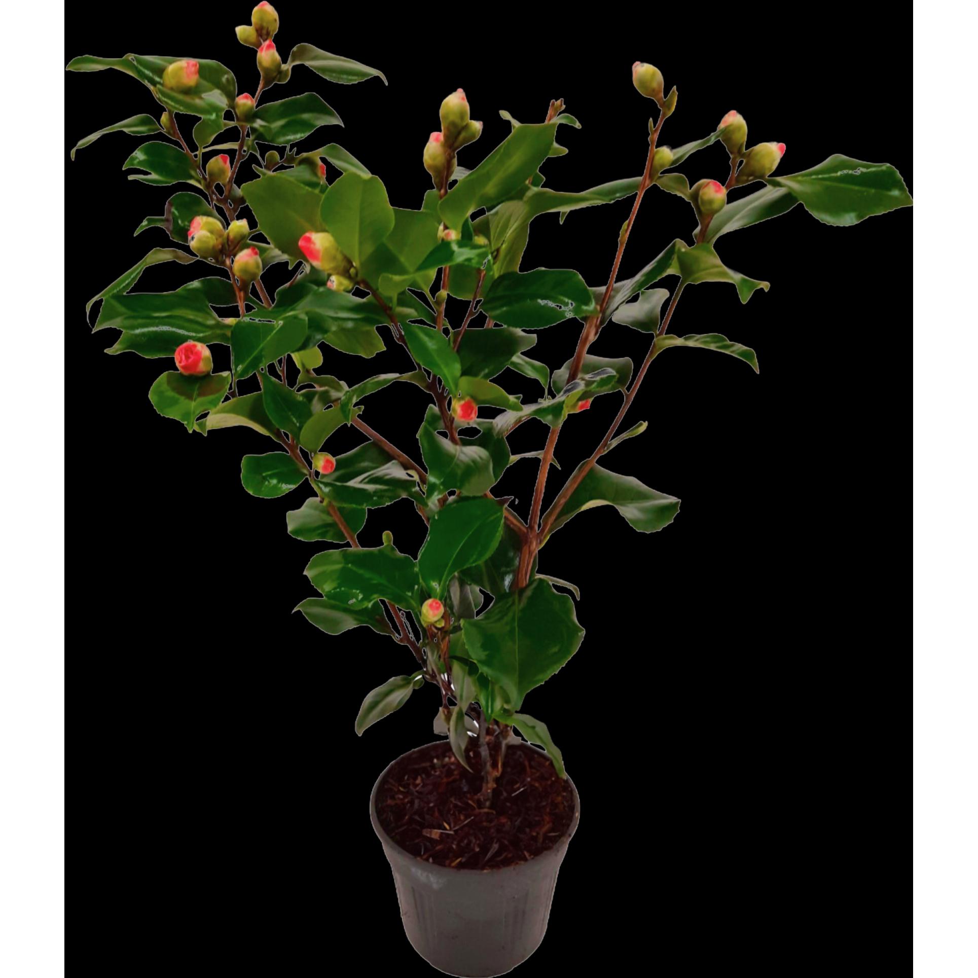 Plant in a Box, Pflanzen, Camellia japonica Dr. King - Japanische Rose (60 cm)