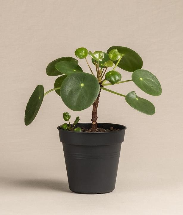 feey Ufopflanze Bäumchen (30 cm, Freshly repotted, Animal friendly)