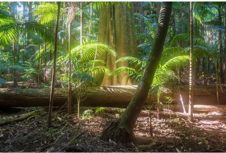 Produktbild Hoya Mist Diffuser Black No1 (49 mm, Effekt Filter, 49.49 mm)