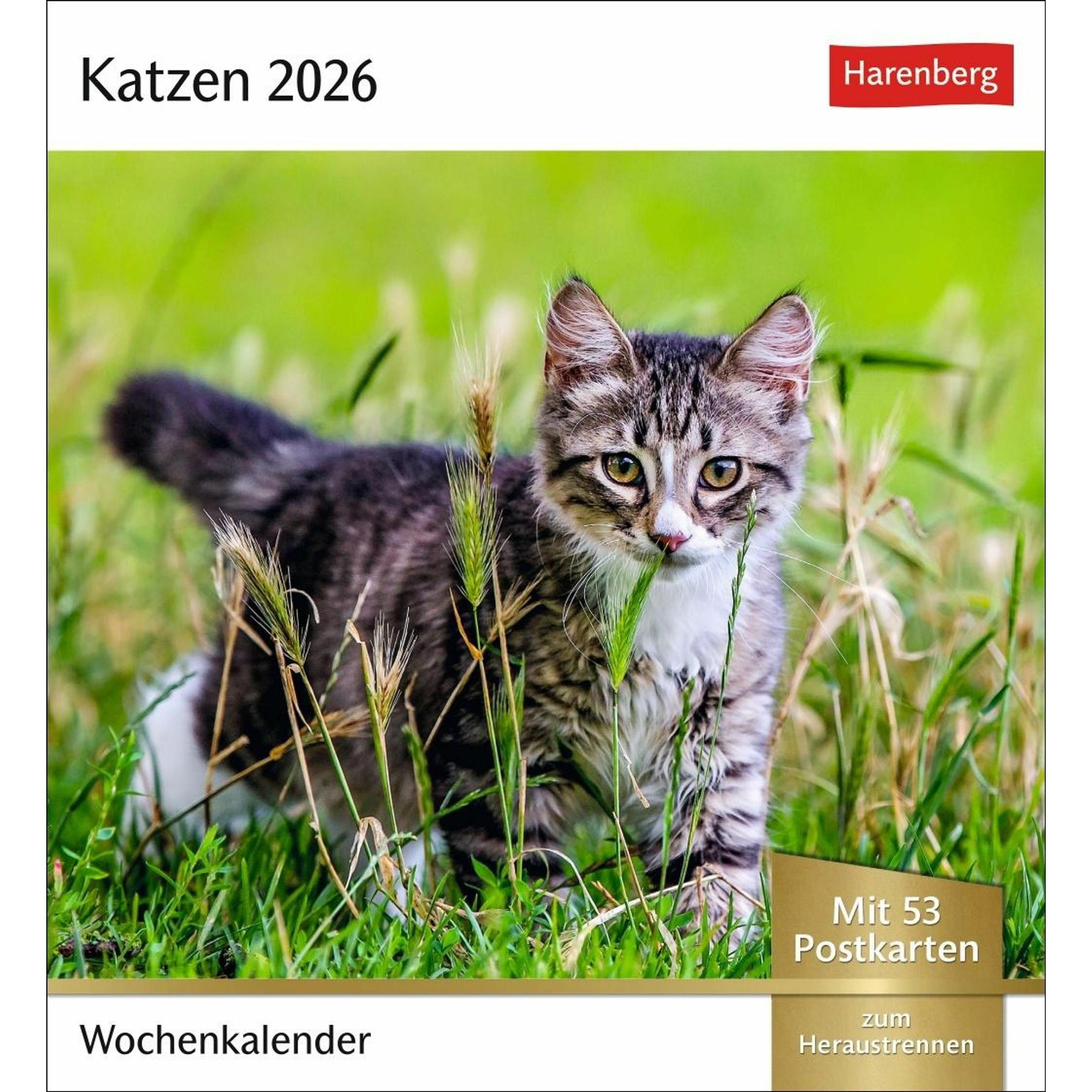 Harenberg Katzen Postkartenkalender 2026 - Wochenkalender mit 53 Postkarten (2108400)