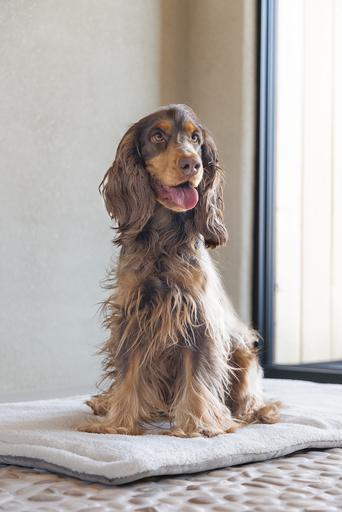 Actual product image Designed by Lotte Lounger cushion Gisel (Dog)