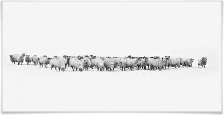 Trenddeko Schafherde - Panorama