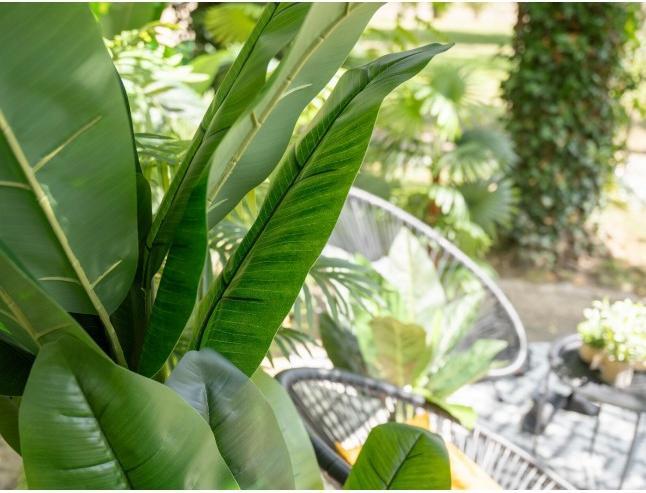 Produktbild Europalms Bananenbaum (210 cm)