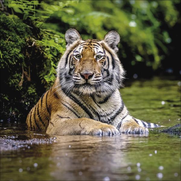 Produktbild Big Cats 2026