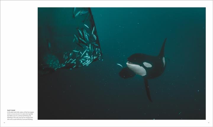 Produktbild National Geographic Das geheime Leben der Wale (Deutsch, Brian Skerry, 2022)