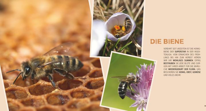 Produktbild Bienen Basics (Deutsch, Armin Bielmeier, 2016)