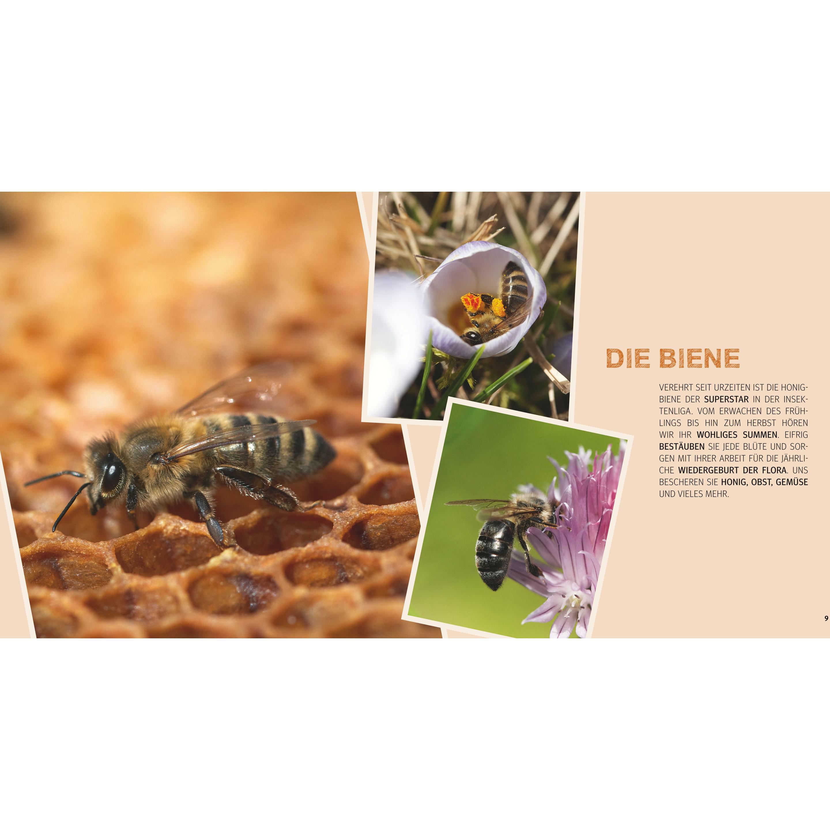 Thumbnail - Bienen Basics, Fachbücher von Armin Bielmeier