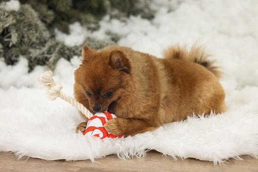 Immagine prodotto Beeztees Lecca-lecca di Natale