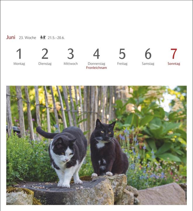 Actual product image Harenberg Katzen Postkartenkalender 2026 - Wochenkalender mit 53 Postkarten (Hardcover, German)