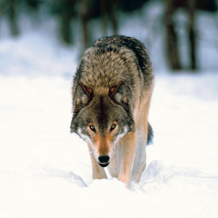 Produktbild Wolves/Wölfe 2024 (30x30cm)