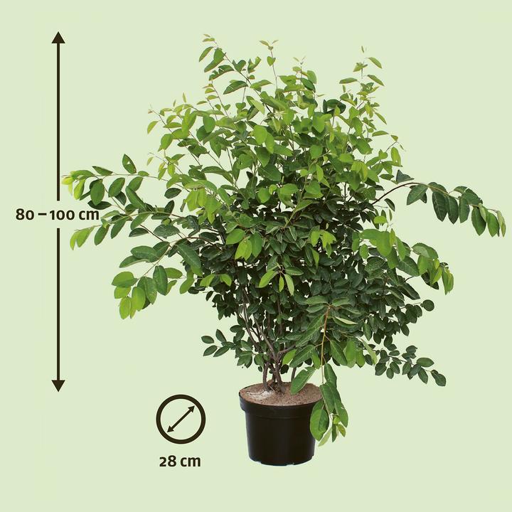 Produktbild Zulauf Kupfer-Felsenbirne / Amelanchier lamarckii (100 cm)