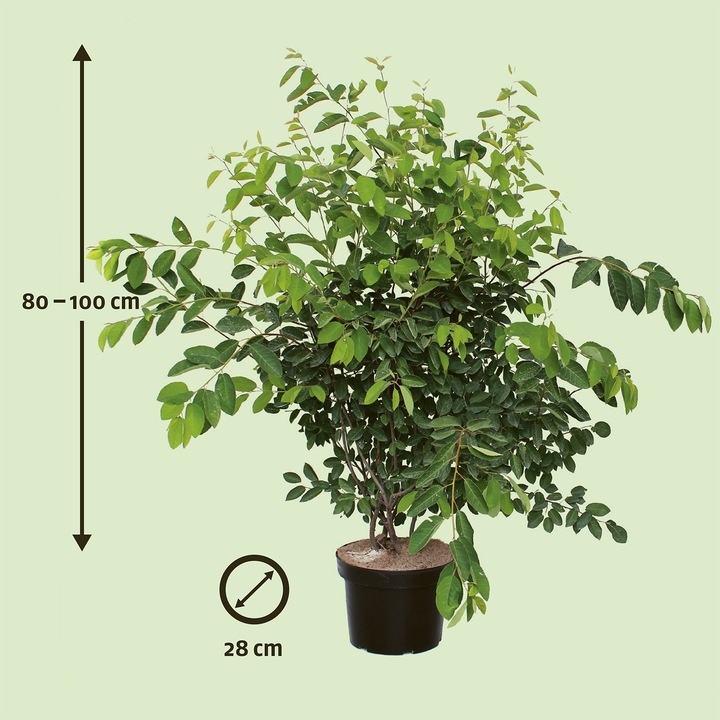 Immagine prodotto Zulauf Kupfer-Felsenbirne / Amelanchier lamarckii (100 cm)