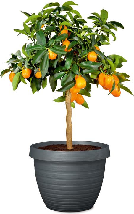 Immagine prodotto Scheurich Country Star (24.10 cm)