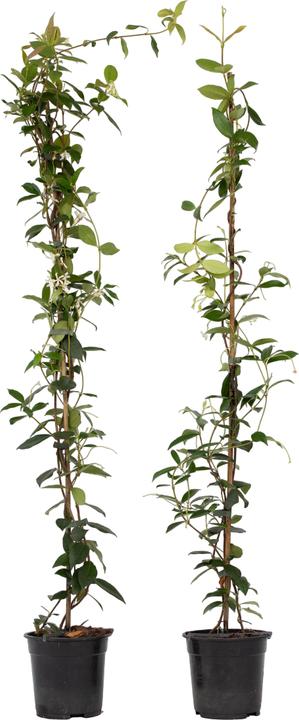 Plant in a Box Trachelospermum jasminoides - 2er Set Sternjasmin (120 cm)
