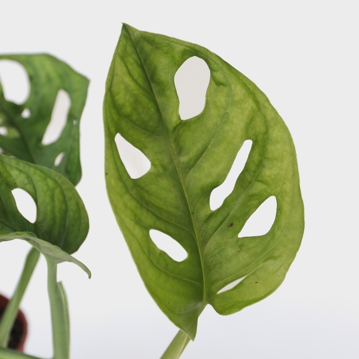 Actual product image Plant in a Box Monstera Monkey Mask - Monkey Mask Plant (30 cm)