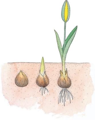 Actual product image Lavendel, Lilie, Löwenzahn (German, Virginie Aladjidi, 2017)