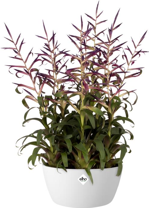 Actual product image Elho Brussels Bowl (22.90 cm)