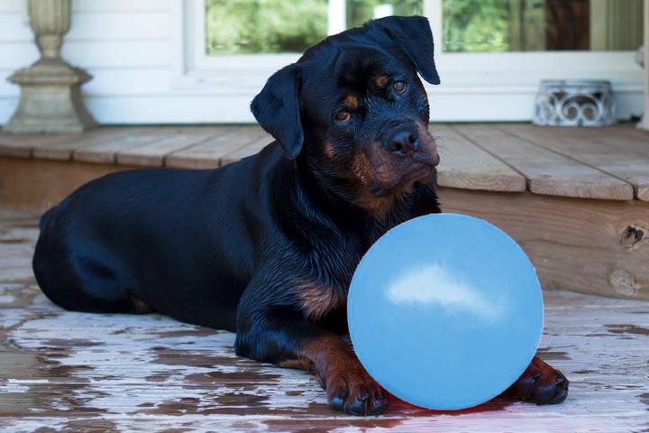 Immagine prodotto Jolly Pets Palla Bounce-n Play 20cm Baby Blue (profumo di bacche blu) - (JOLL068JM)