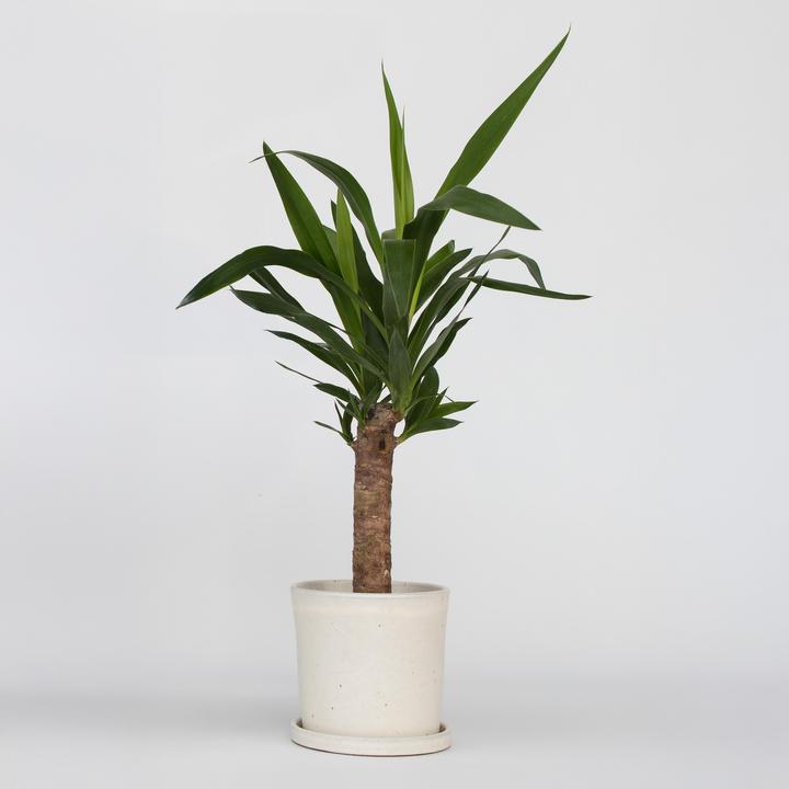 Actual product image Plant in a Box Yucca elephantipes - (50 cm)