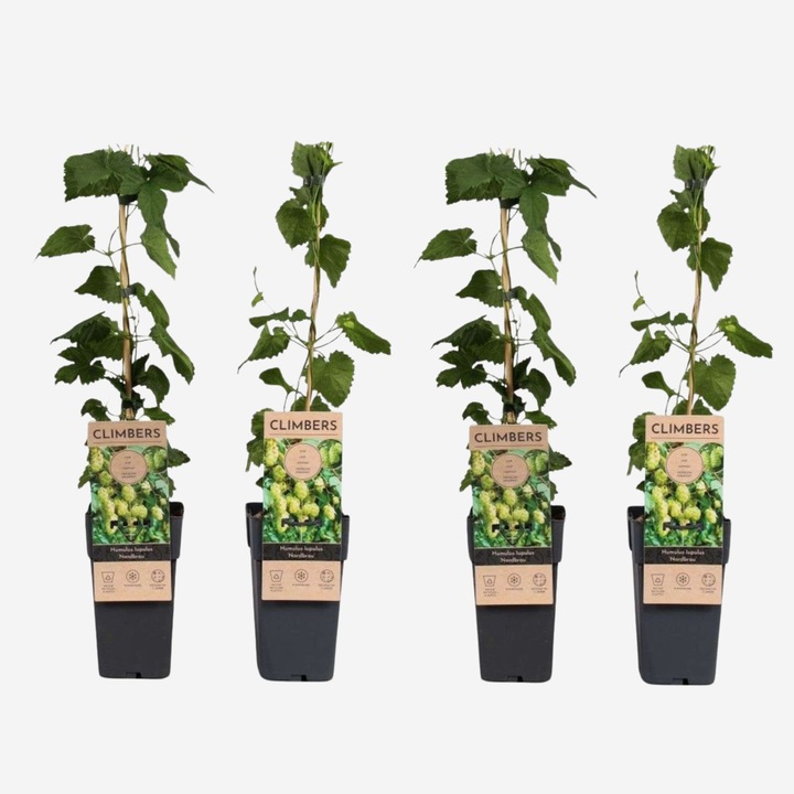Produktbild Plant in a Box Humulus lupulus 'Nordbrau' - 4er-Set Hopfenpflanzen (50 cm)