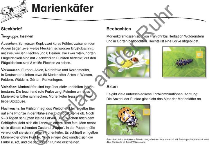Produktbild Feld- und Wiesentiere (Deutsch, Heike Jung, 2008)