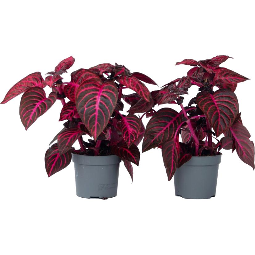 Plant in a Box, Pflanzen, Iresine Herbstii - 2er Set Blutblatt (20 cm)