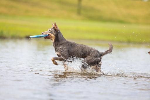 Immagine prodotto Beeztees Bz Gummifrisbee Dog O Soar Sor (Cucciolata di cane giocattolo)