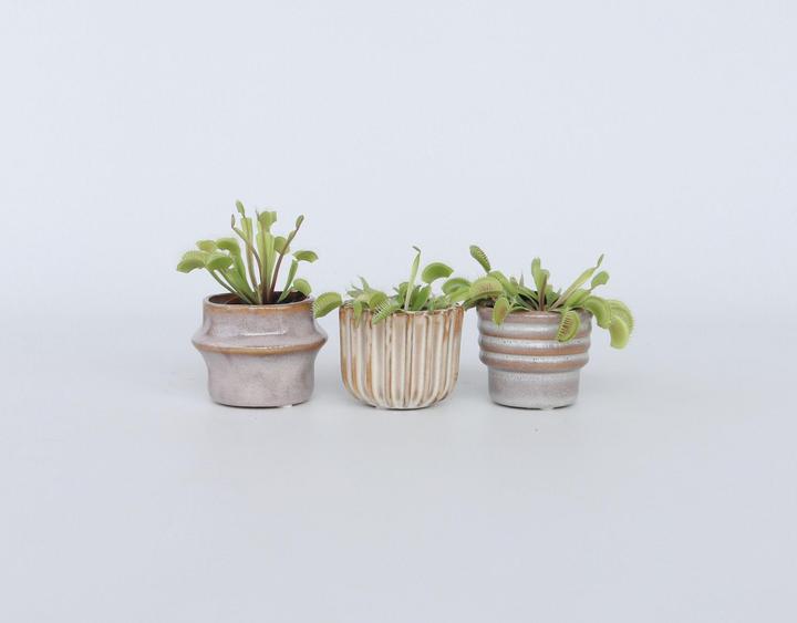 Produktbild Plant in a Box Dionaea muscipula - (7 cm)