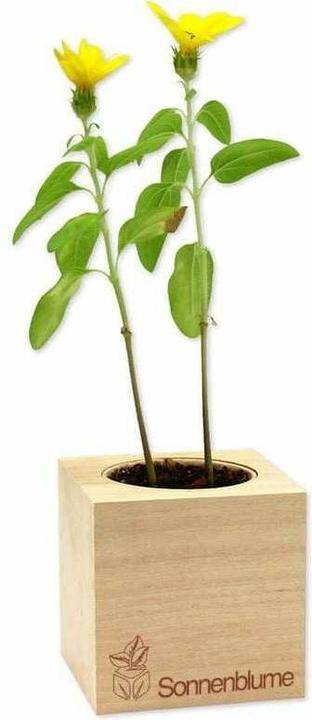 Produktbild Feel Green Ecocube (Blumensamen)