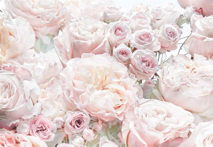 Komar Spring Roses paper wallpaper 368 x 254 cm (368 x 254 cm)