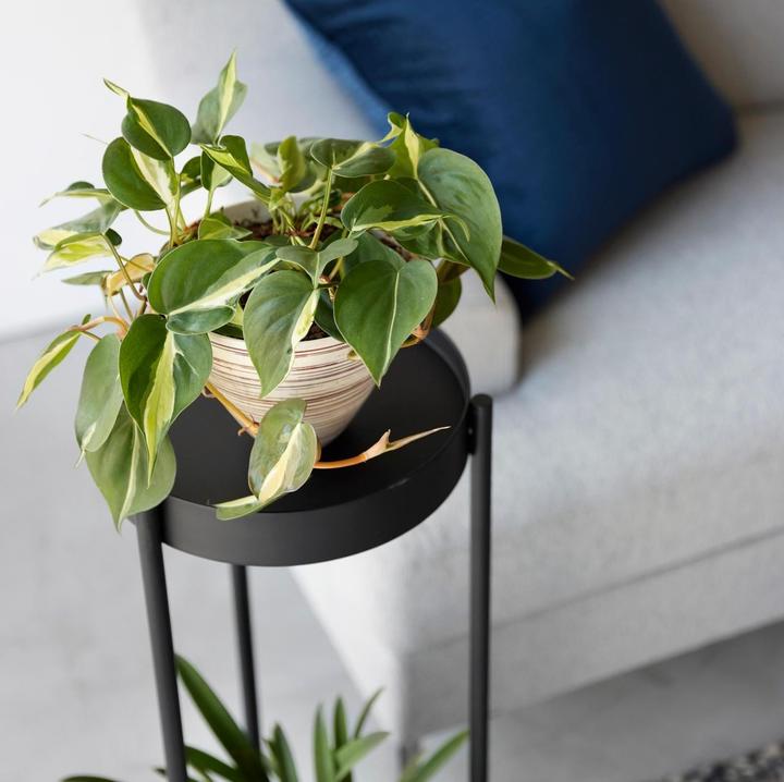 Produktbild Yamazaki 2-stöckiger Pflanzenständer mit Rollen TOWER