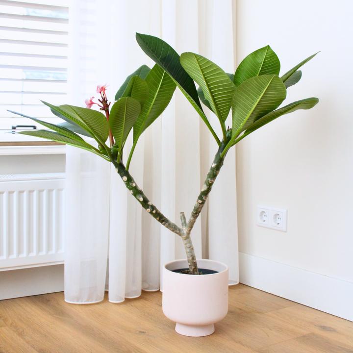 Immagine prodotto Plant in a Box Plumeria Frangipani - Pianta delle Hawaii (55 cm)