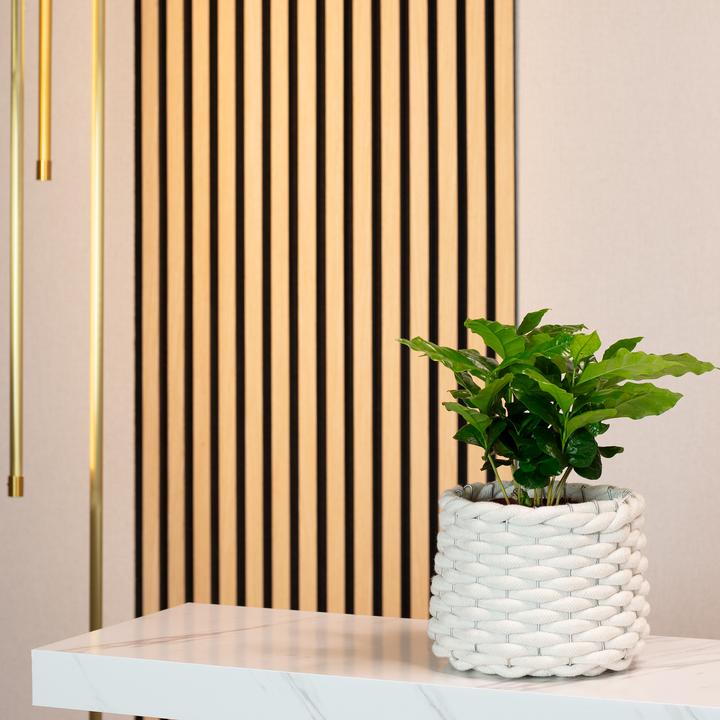 Produktbild Flowerbox Kaffeepflanze - Coffea Arabica (20 cm)