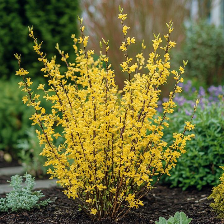 Image du produit Plant in a Box Forsythia intermedia 'Minigold' - Set de 4 forsythias (25 cm)