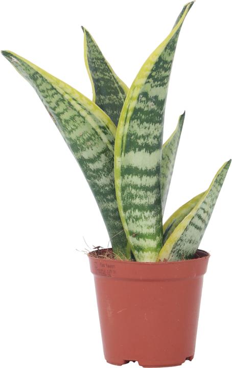 Actual product image Plant in a Box Sansevieria trifasciata 'Futura Superba' - Bow hemp (35 cm)