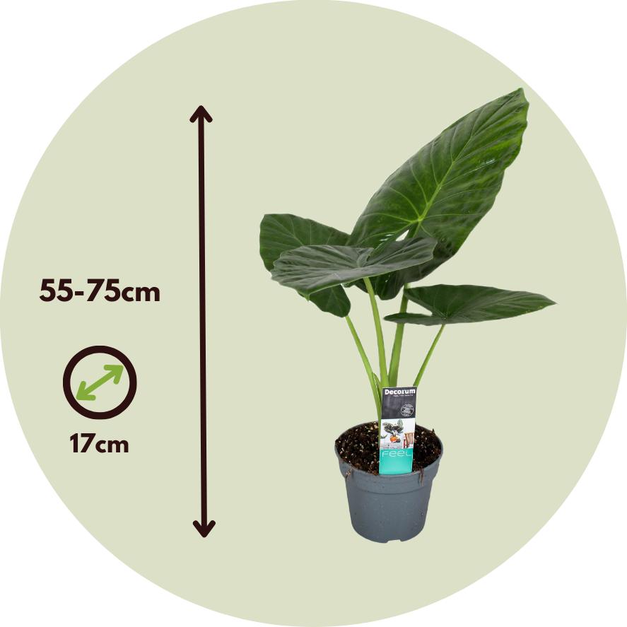 Thumbnail - Plant in a Box, Pflanzen, Alocasia Odora - Grosse Elefantenohr (55 cm)