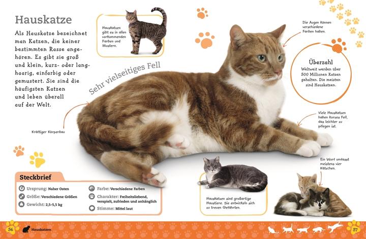 Produktbild Alles über deine Katze (Deutsch, Frauke Bahle, 2018)