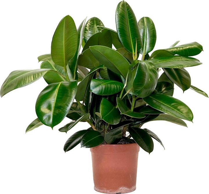 VEG and the City Marek (Gummibaum  Ficus elastica Robusta) (60 cm)