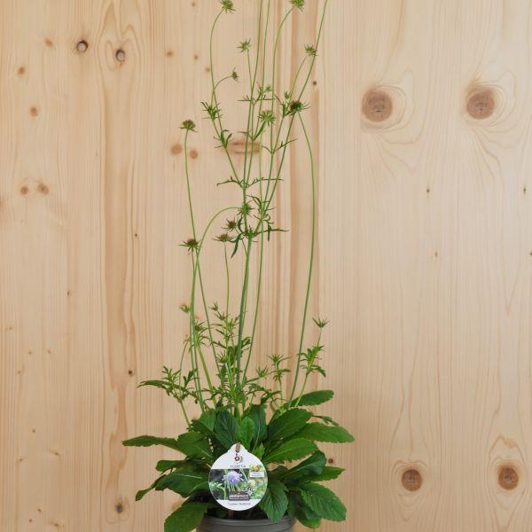 Actual product image Säntispracht Set of 4, The lily-flowered pigeon scabiosa - Scabiosa columbaria (50 cm)
