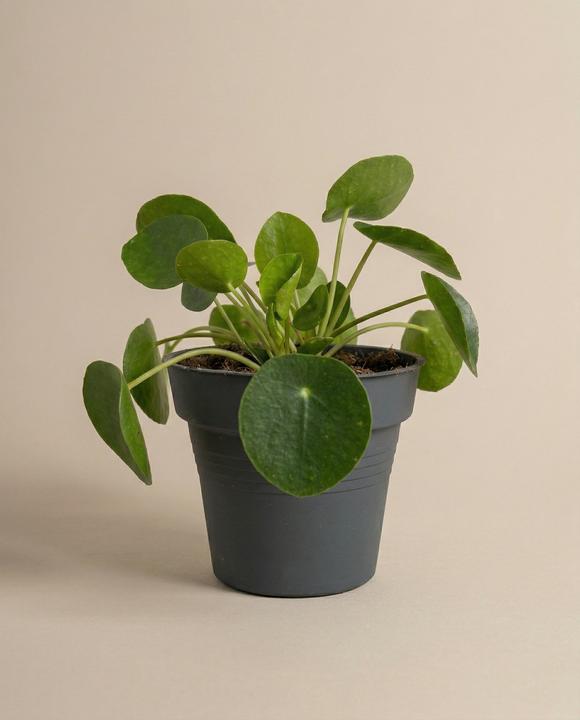 Actual product image feey Ufopflanze (15 cm, Animal friendly, Freshly repotted)