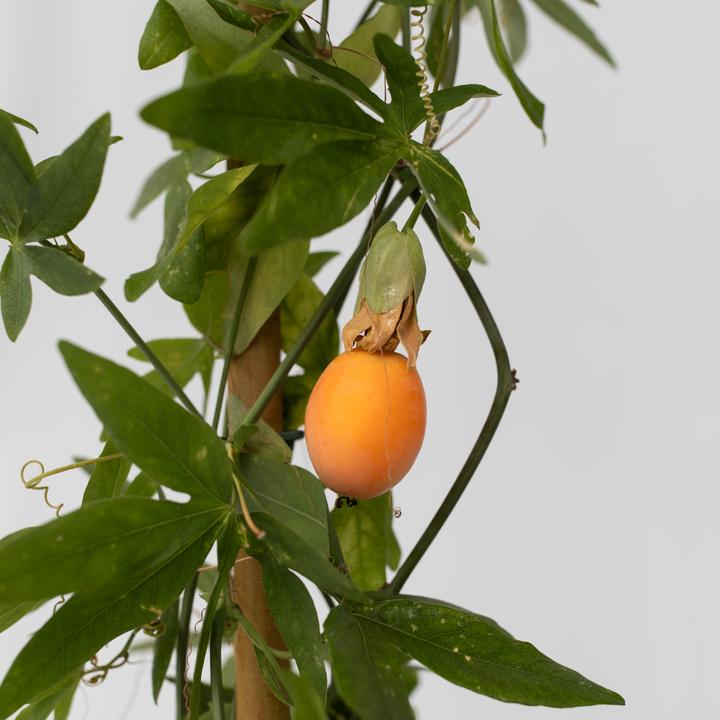 Immagine prodotto Plant in a Box Passiflora caerulea - Fiore della passione (110 cm)