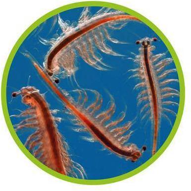 Actual product image Hobby Artemia Raising Bowl (282 cl)