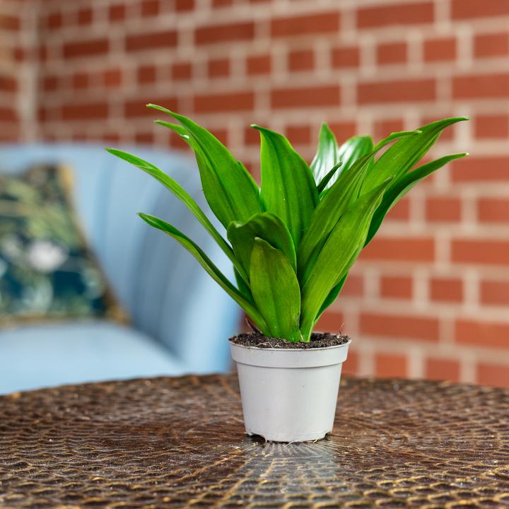 Immagine prodotto Flowerbox Dragon Tree Janet Craig - Dracaena Deremensis Janet Craig (15 cm)