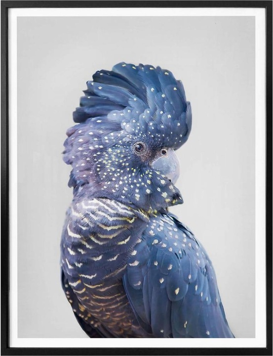 Image du produit Trenddeko Cacatoès bleu (80 x 100 cm)