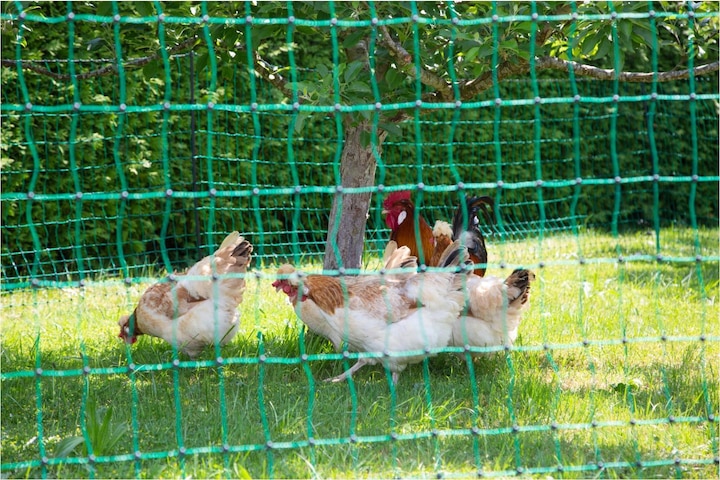 Actual product image AKO Poultry net